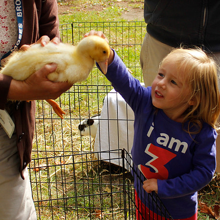 Petting zoo at Smith's Castle