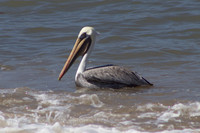 PV Brown Pelican