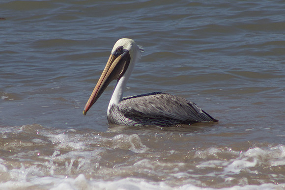 PV Brown Pelican