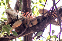 PV Iguana
