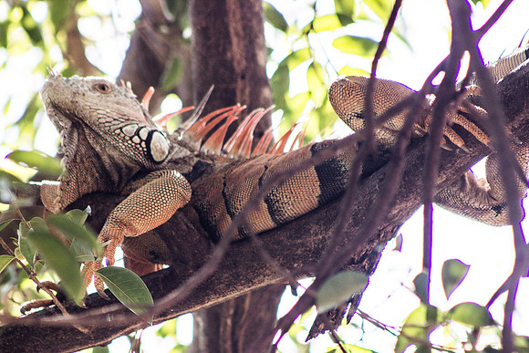 PV Iguana