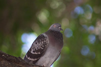 Mazatlan Pigeon 2