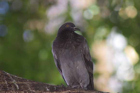 Mazatlan Pigeon 3