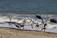 PV Brown Pelicans