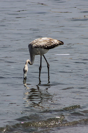 Juvenile Flamingo General San Martin, Peru