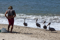 PV Brown Pelicans