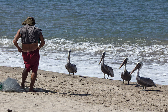 PV Brown Pelicans