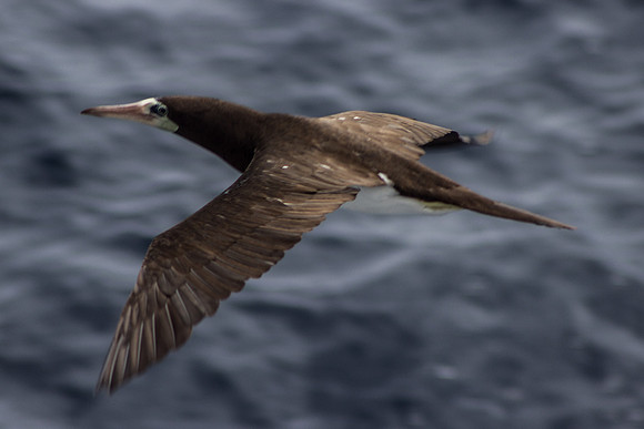 Brown Boobie