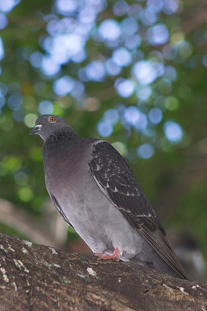 Mazatlan Pigeon