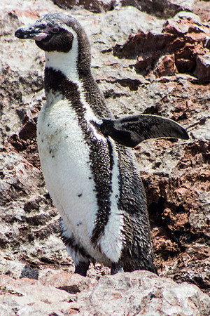 Humboldt Penguin-Ballestas
